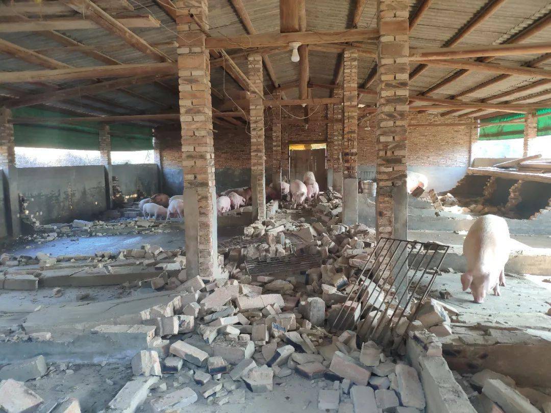 大量现场图曝光拆除复养猪场新建猪场共计8户为何