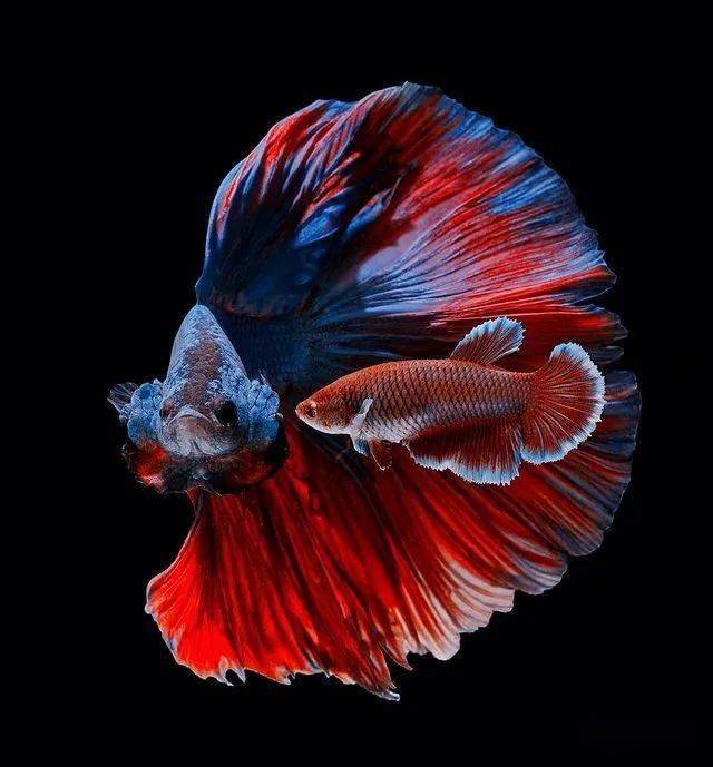 美轮美奂的斗鱼下