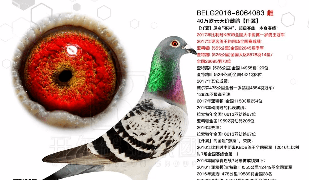 世界上最贵的十羽鸽子