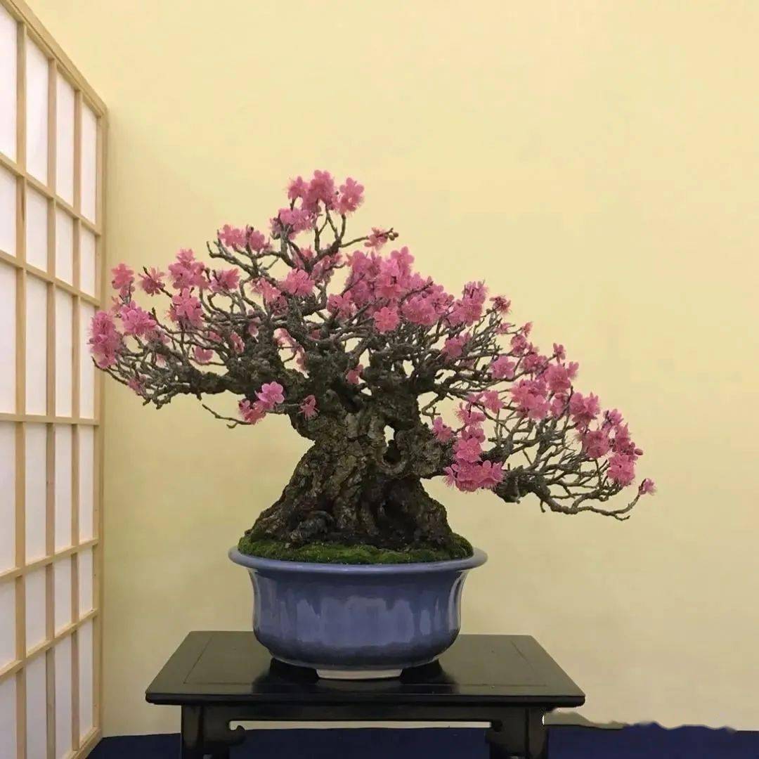 冬天最适合赏梅了极品梅花盆景200款绝对值得一看