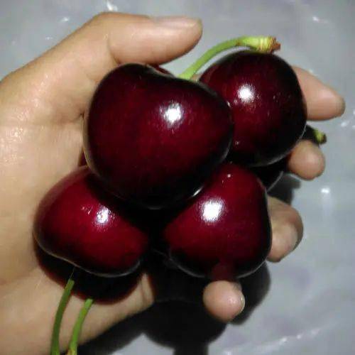 浙江通报一批进口车厘子内包装核酸检测呈阳性11名密接者被隔离