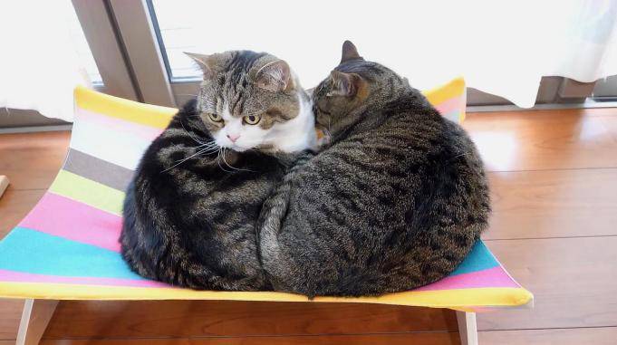 两只大肥猫屁股对着主人相互舔对放的毛