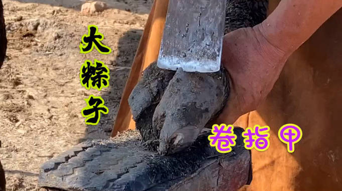 驴蹄裹个大粽子蹄甲包脚底走路都吃力看着大蹄甲被切下真酸爽