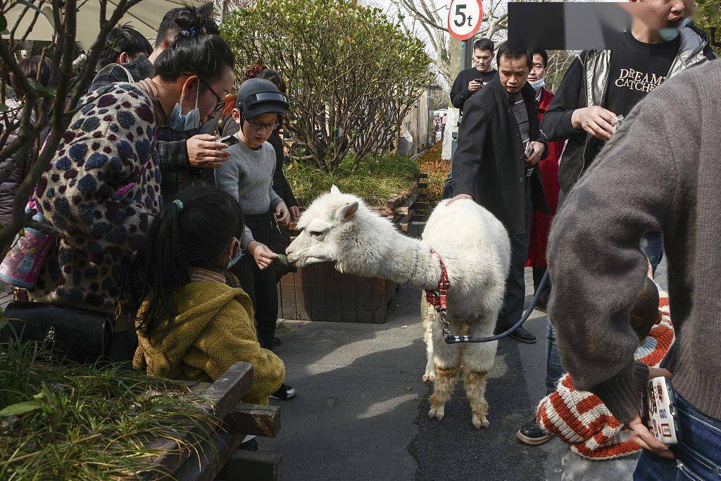 杭州：西湖边出现羊驼 引市民驻足观望
