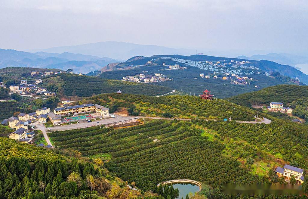 重庆忠县满山橘黄似春景