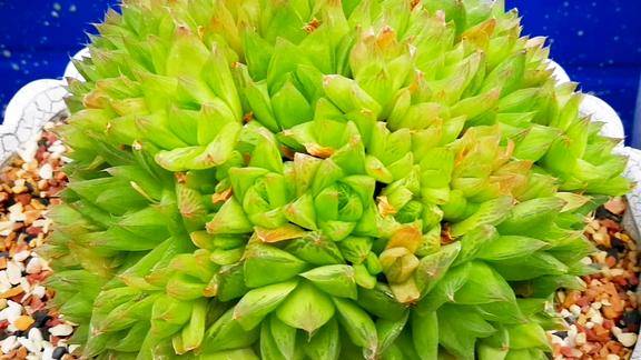 云南极品多肉植物令人佩服的爆盆了的宝草