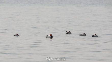 呆萌的红头潜鸭、成群的丝光椋鸟……东湖的候鸟朋友上新了！