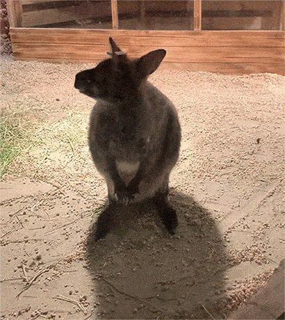新年特惠上海摸摸乐萌宠乐园2大1小家庭票占地3000㎡1000只萌宠2层共6