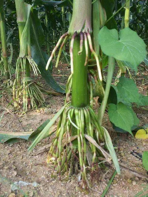 茎根系是玉米植株的吸收器官,根系发达,扎土深,抗倒效果好,吸收功能好
