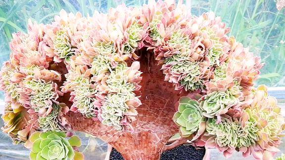 云南多肉植物欣赏难得一见的扇形邵羞法师缀化