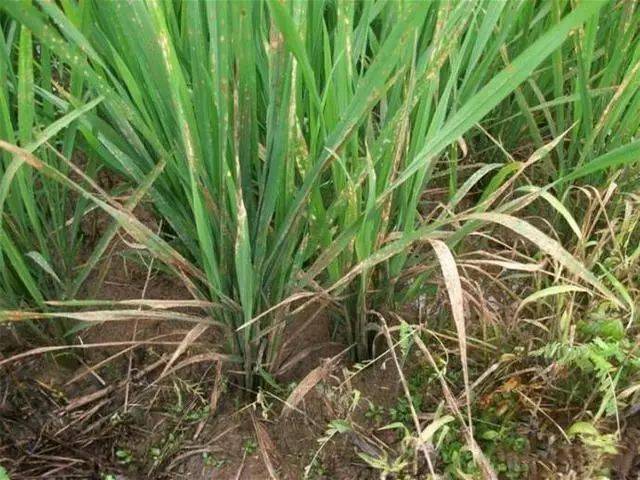 几种水稻田常见农药药害的症状与补救措施