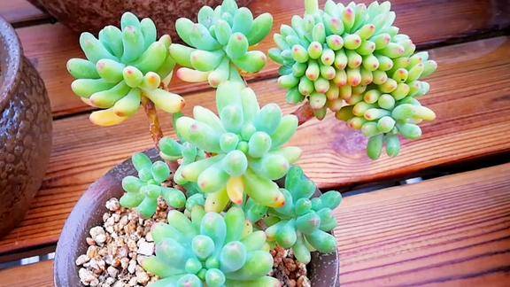 云南多肉植物欣赏:很美的果冻乙女心缀化小老桩!