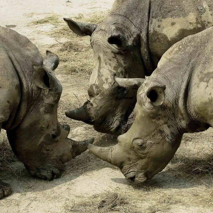 福牛贺岁嗨皮牛year春节牛气旅游大餐