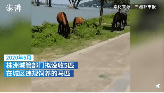 株洲城管没收5匹马8个月花销10万（图）