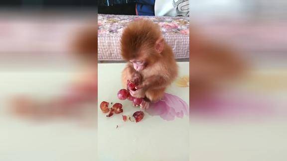 小猴子吃葡萄还知道扒皮实在是太萌了