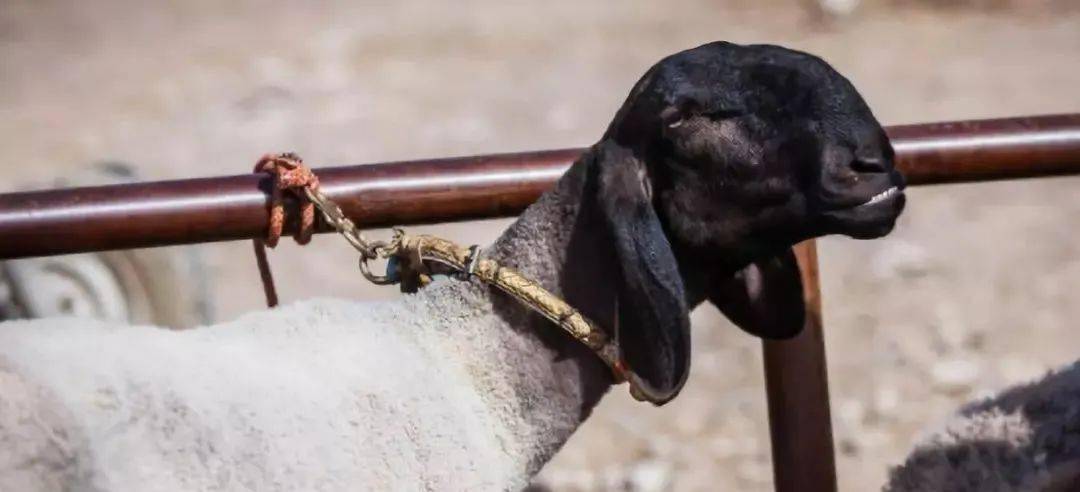 在新疆纯种的刀郎羊最便宜的也要20万元人民币一只,品相好点的就要上