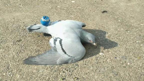 这只受伤的鸽子真是好可怜的呢