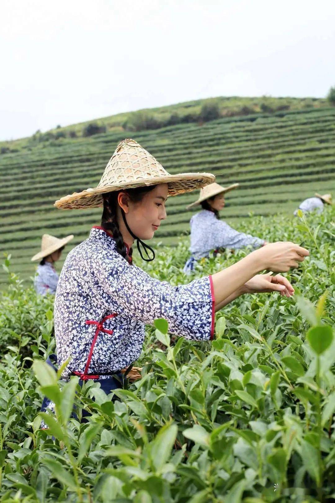 采茶女阳光下,拍摄采风.绿色茶海,飘逸的茶仙子相互映衬,美不胜收.
