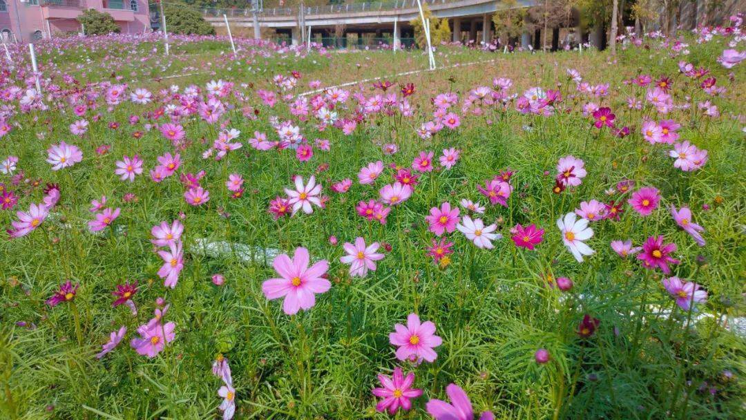 开平城区大片粉色花海刷爆朋友圈春节这些打卡点藏不住
