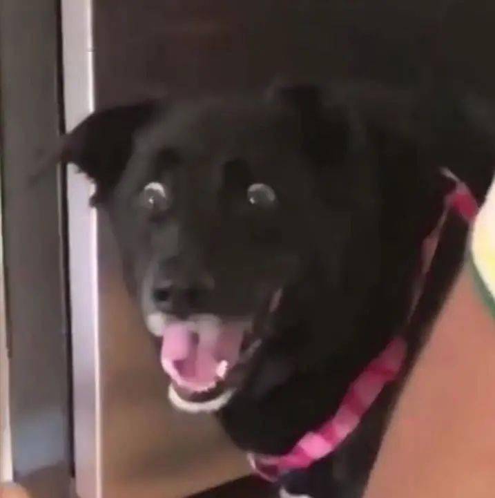 黑脸狗表情包图片