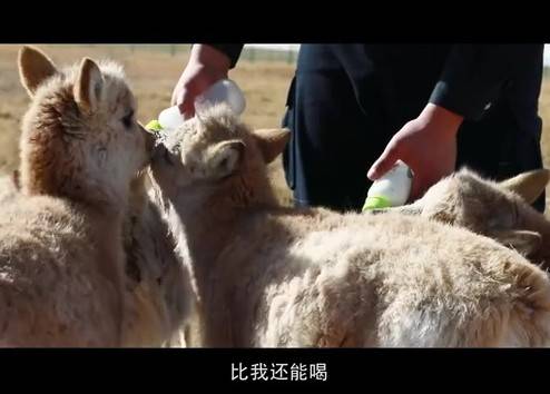 可可西里300多只藏羚羊重回自然 听听一个小藏羚羊的心声