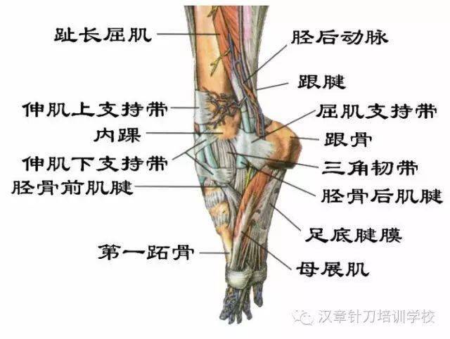 足跟痛别样的治疗思路