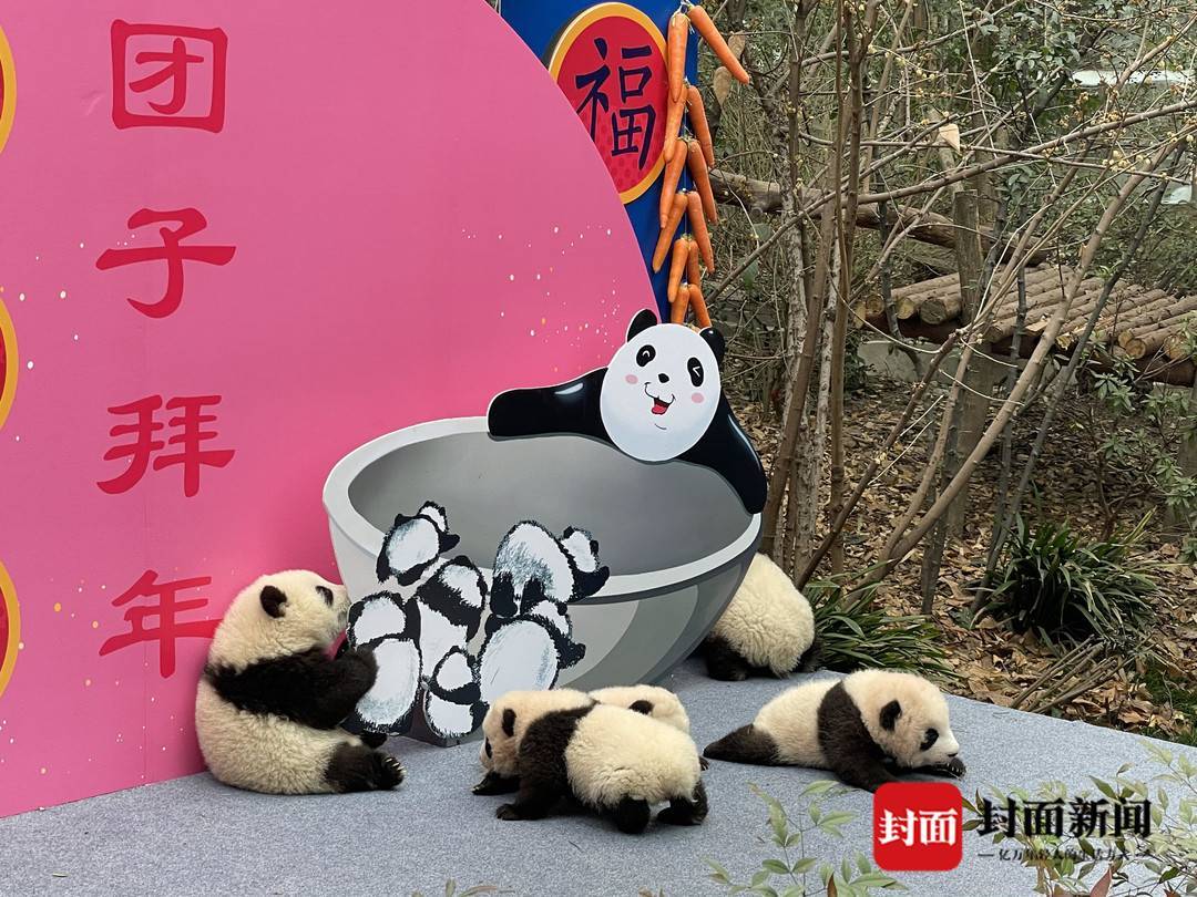 柏林熊遇上大熊猫_熊猫频道, image size:1080x810