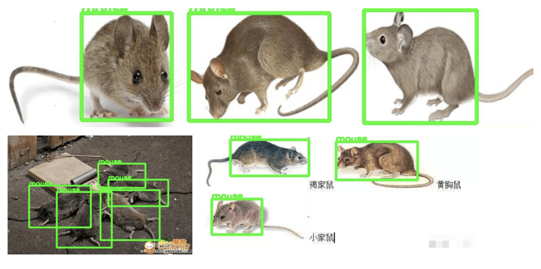 老鼠的身体结构分布图图片