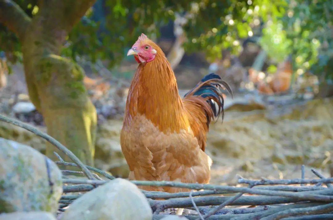 江埔街鸡味香浓的从化凤凰鸡上市了,今年办年货就选它!(文末有福利)