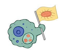 巨噬细胞图片动漫可爱图片