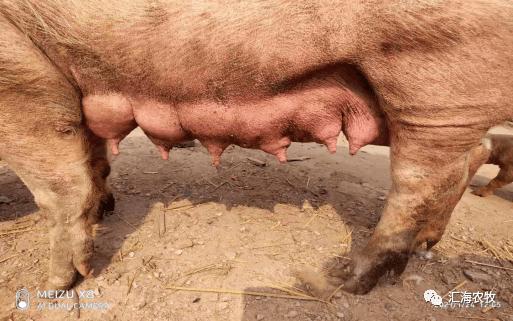 土杂猪25天断奶均重206斤!