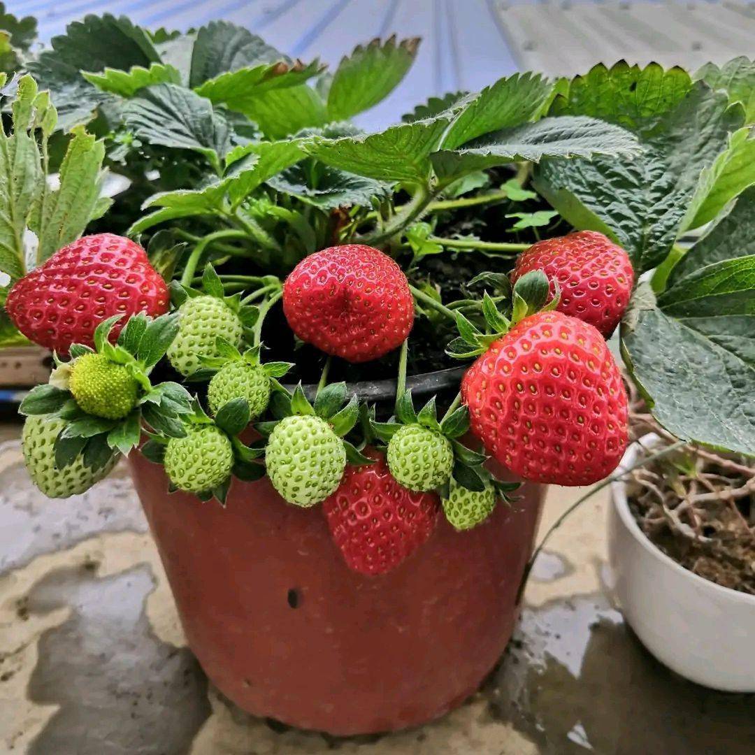 盆栽草莓图片高清图片