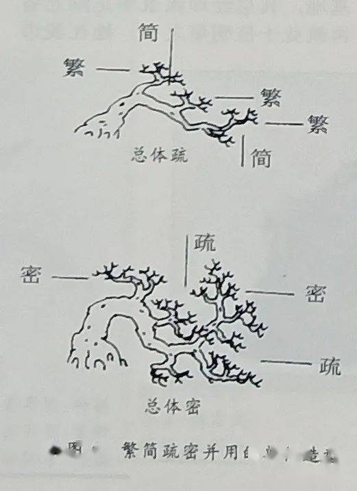 园林树木造型示意图图片