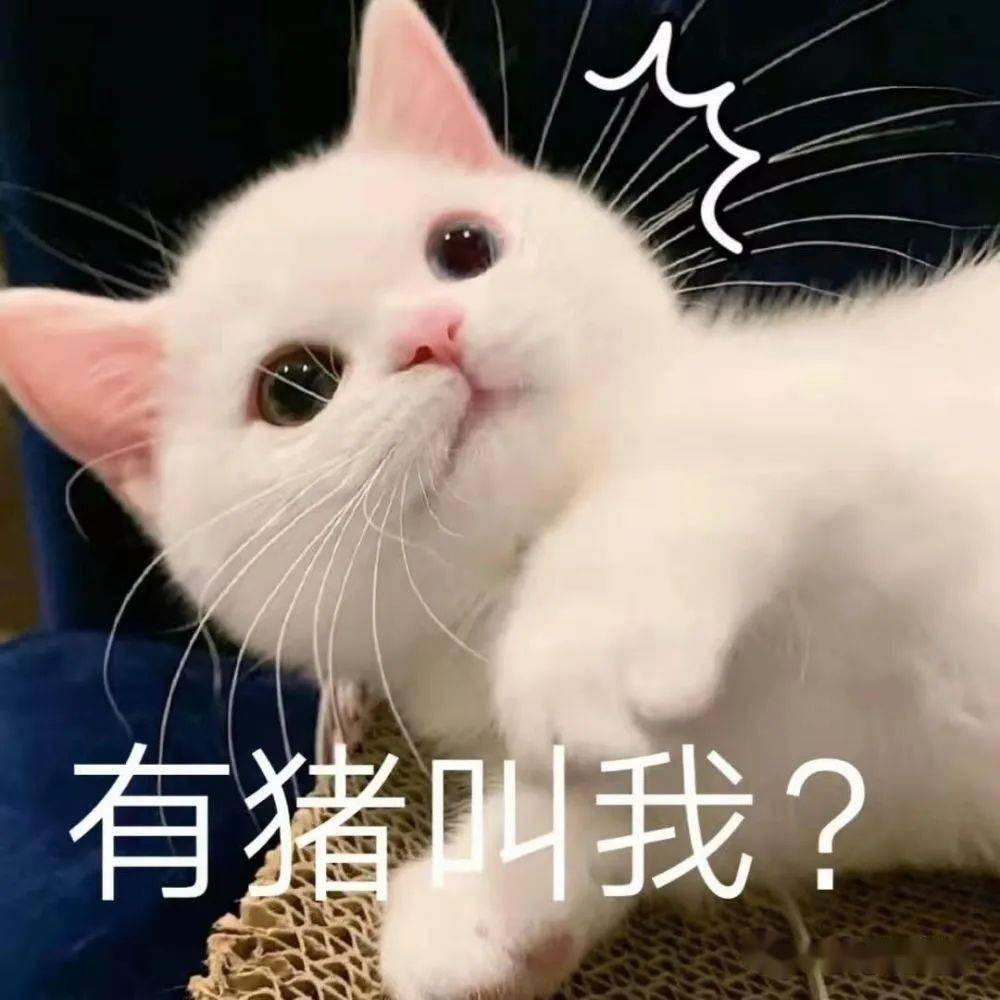 可爱猫猫治愈怼天地蜜汁表情包