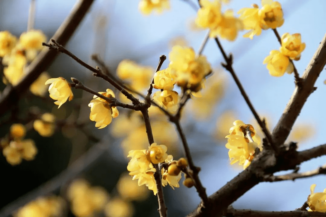 腊梅花儿开 芳香随春来 黄梅花