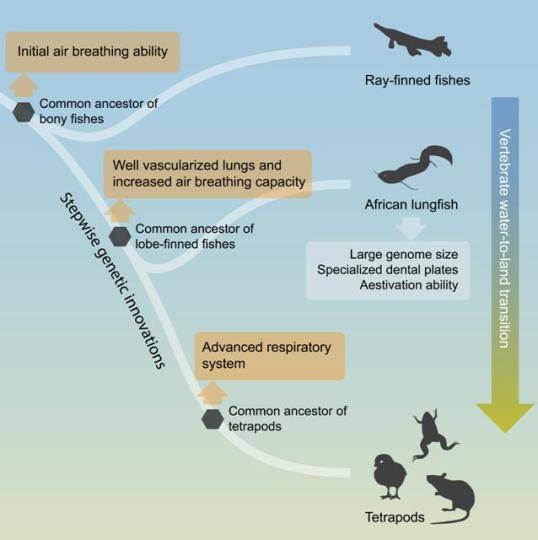 基因组|如何从水生到陆生？中国科学家领导揭秘脊椎动物登陆之谜
