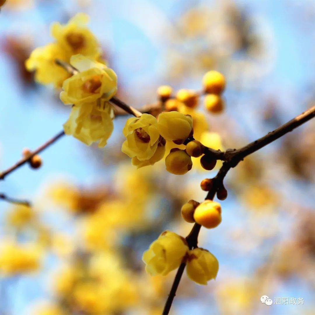 冬天十种最美的花(冬天十种最美的花图片)