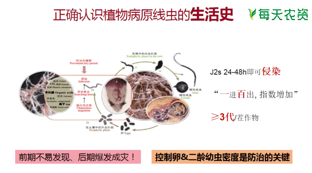 根结线虫反反复复难防治?那是你方法不对!_药剂