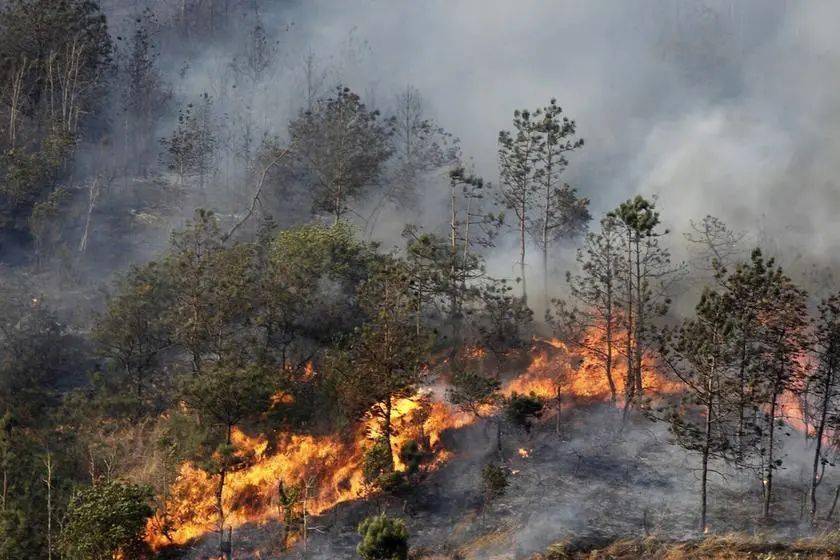 肇庆3人引发山火涉嫌失火罪被依法批准逮捕