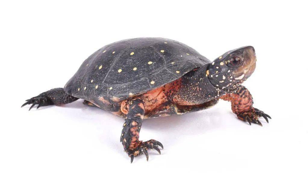 满身星星的星点水龟是个不错的选择要怎么养呢