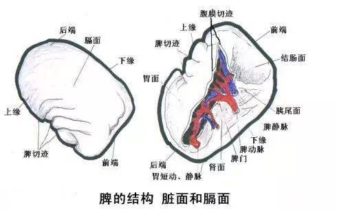 脾组织切片图解图片