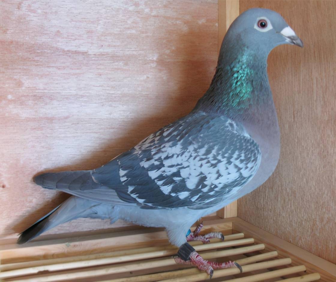 一般不要使用老鸽子作为保姆鸽