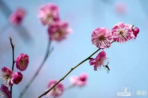 花枝什么颤成语_花枝乱颤什么意思(2)
