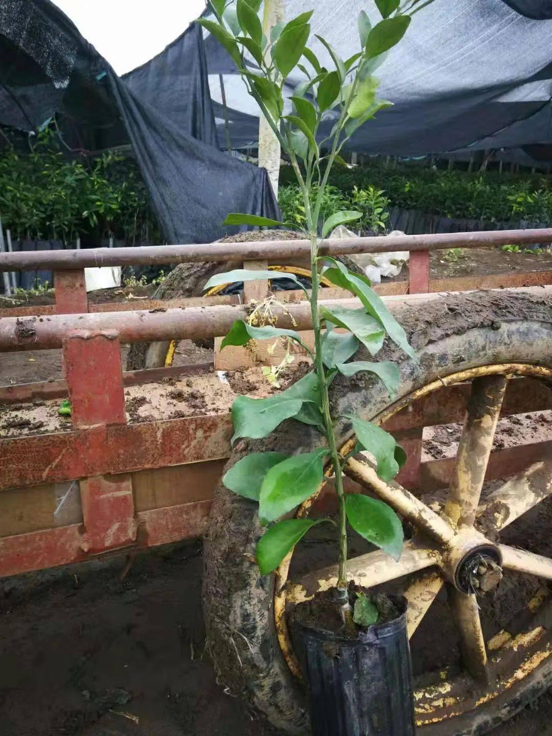 柑橘多头高位嫁接技术学不会快来看看这几招