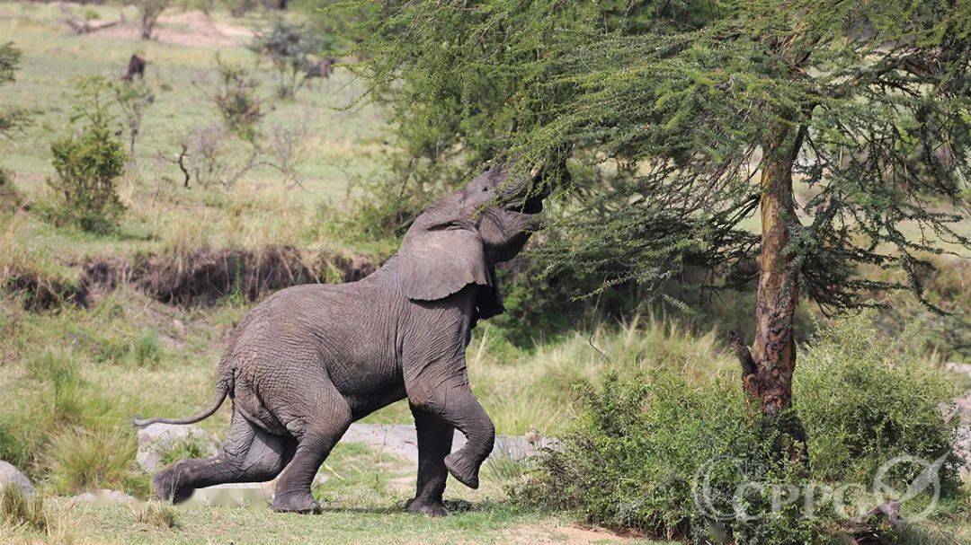 原产地:安哥拉,贝宁,博茨瓦纳,布基纳法索,喀麦隆,中非共和国,乍得