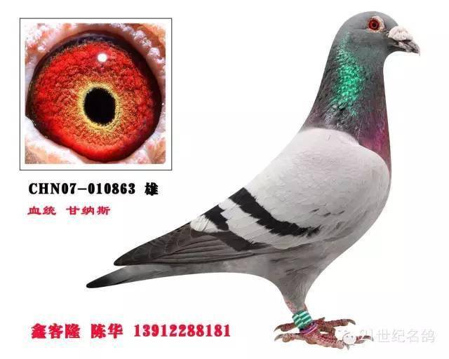 30羽国内外顶级名鸽欣赏