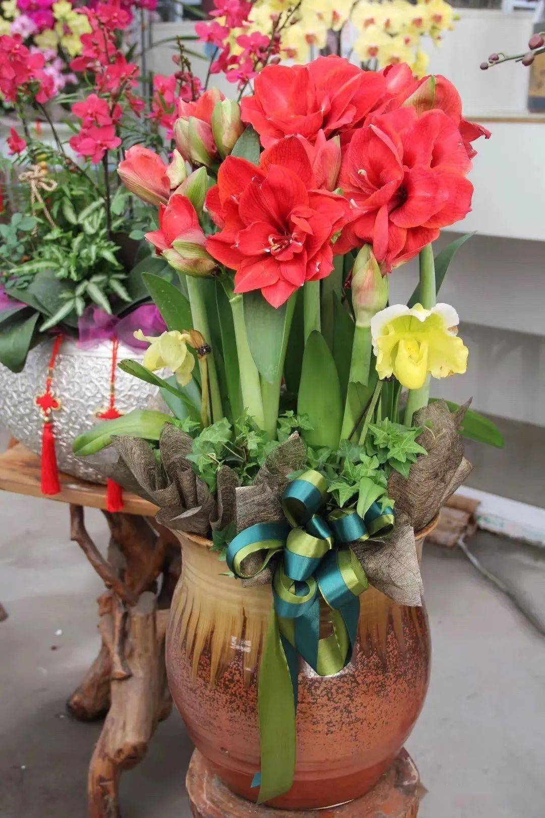 盆栽花卉推荐 ec730d0dc7df4b35a2d9d8dc1e3de86a.jpeg