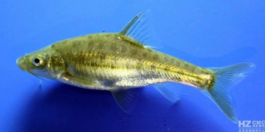 会泽县牛栏江内3种和1类土著鱼被最新列入国家二级保护动物