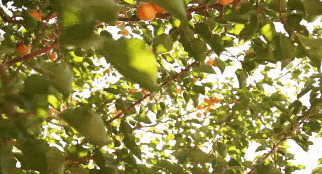 74来自新疆的树上杏干靠味道打动了无数吃货