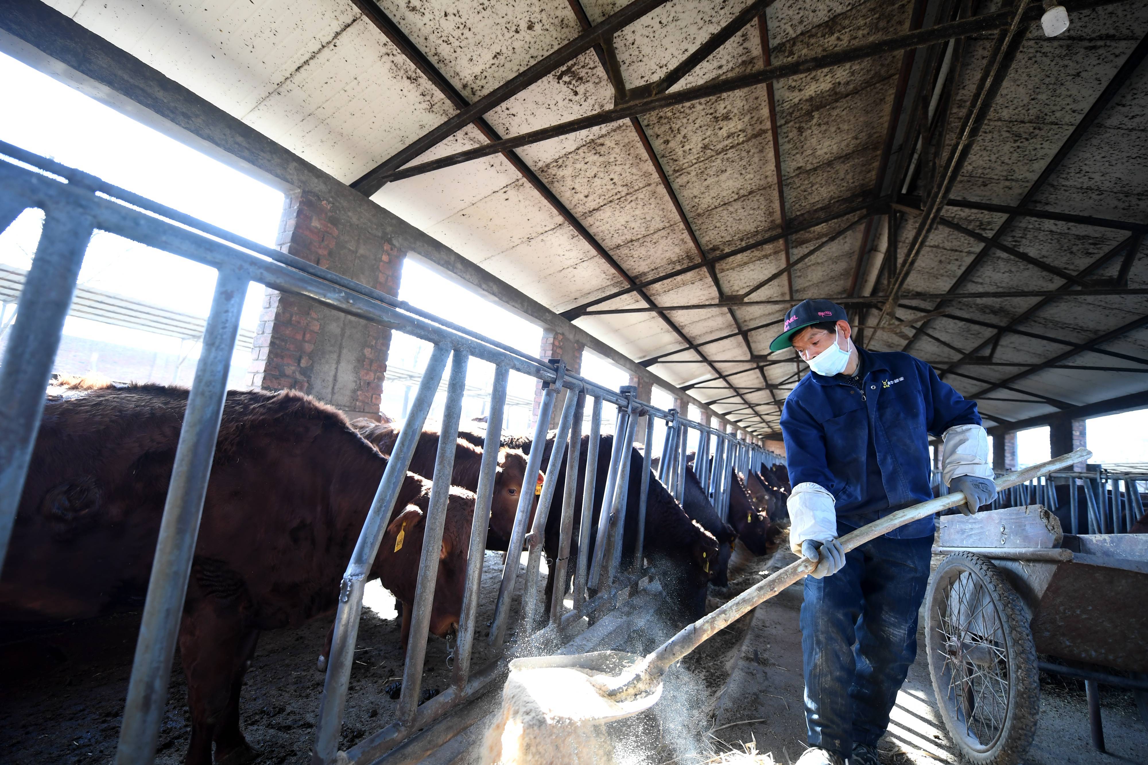 2月5日,饲养员在国家肉牛改良中心给秦川牛喂料.